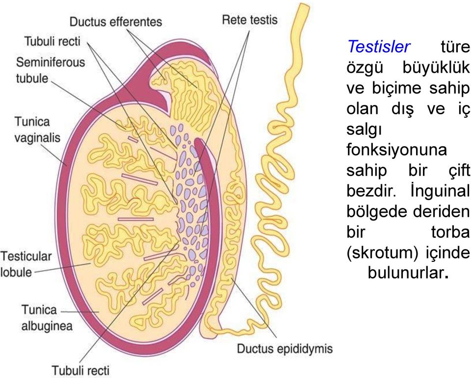 sahip bir çift bezdir.