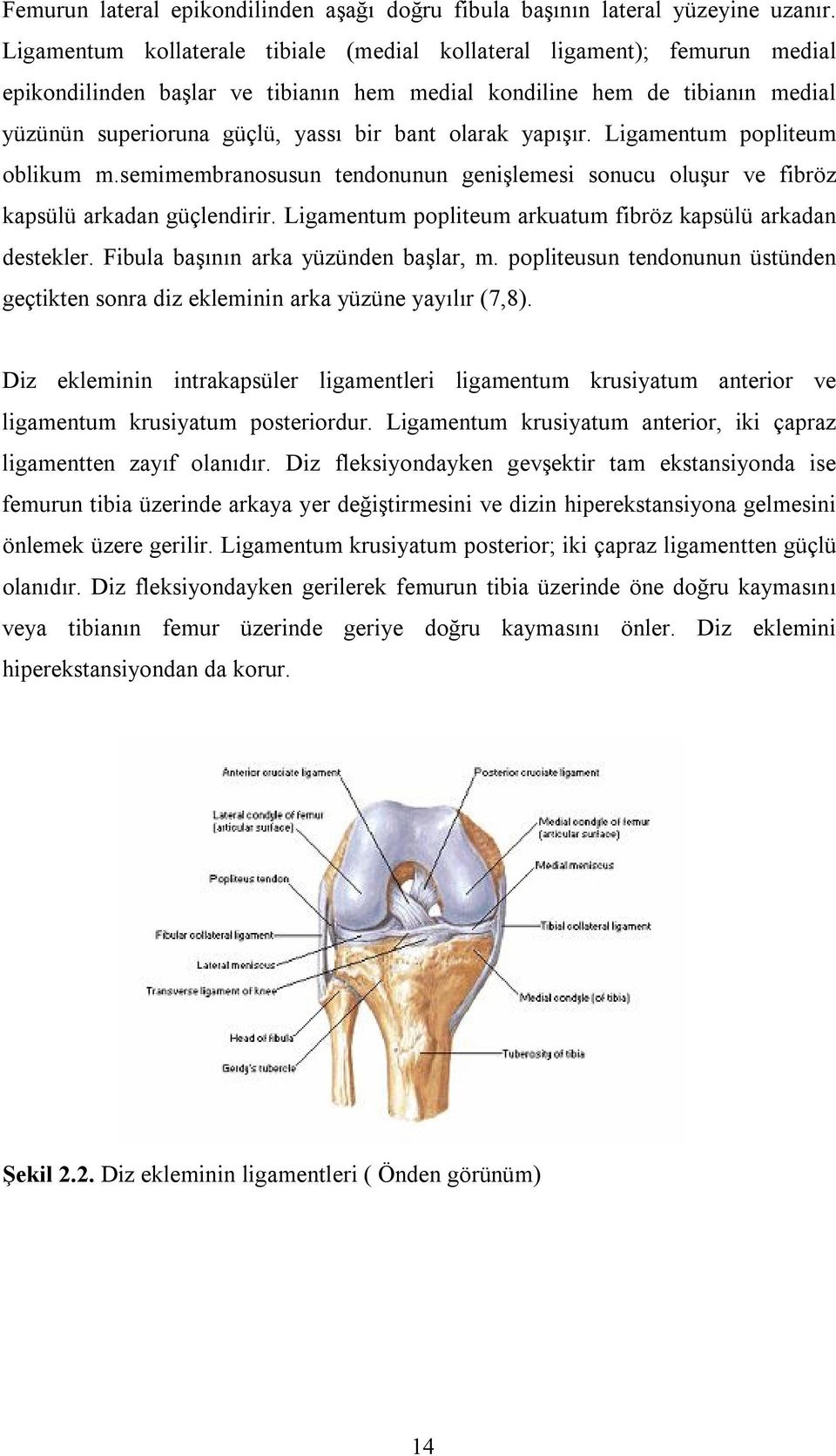 olarak yapışır. Ligamentum popliteum oblikum m.semimembranosusun tendonunun genişlemesi sonucu oluşur ve fibröz kapsülü arkadan güçlendirir.