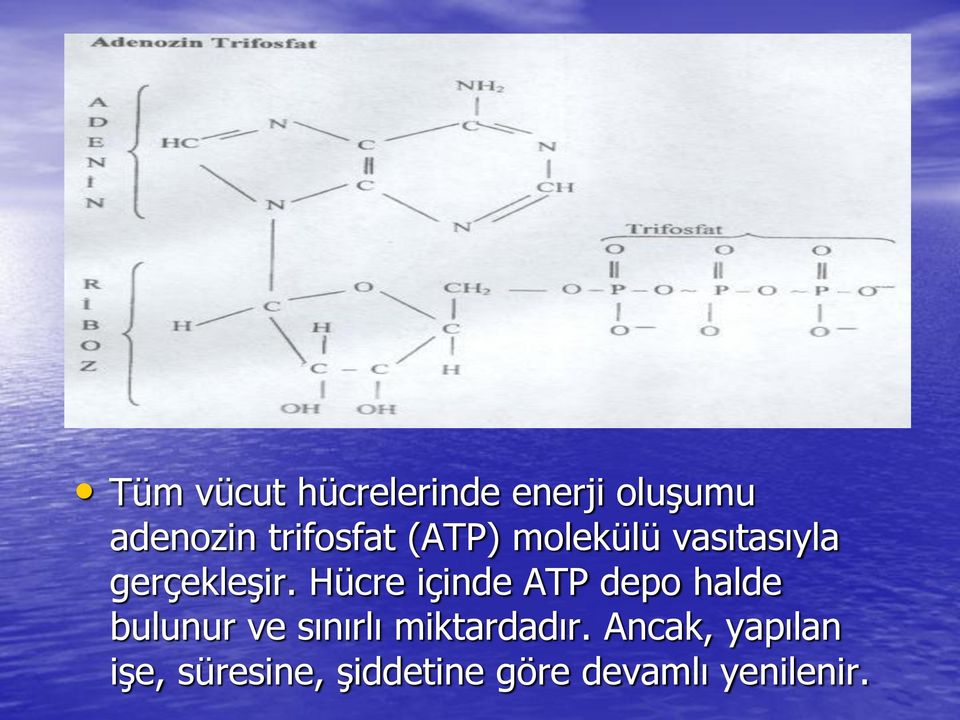 Hücre içinde ATP depo halde bulunur ve sınırlı