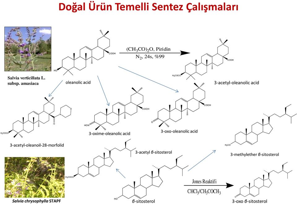 amasiaca oleanolic acid H 3 COCO 3-acetyl-oleanolic acid O COOH COOH N H 3 COCO O HON 3-oxime-oleanolic acid O