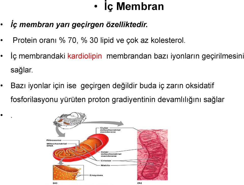 İç membrandaki kardiolipin membrandan bazı iyonların geçirilmesini sağlar.