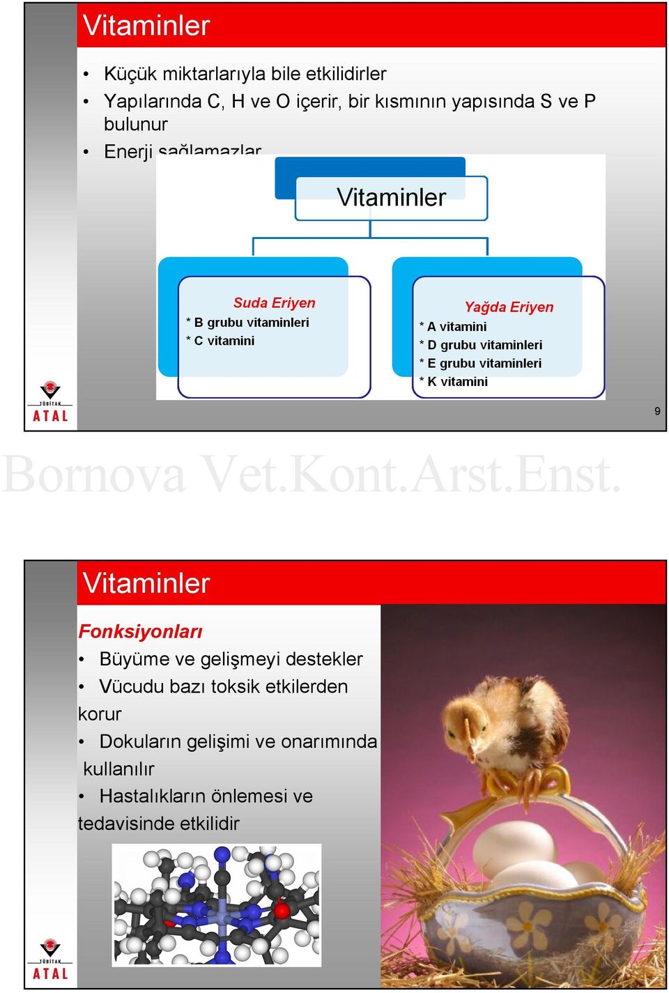 Fonksiyonları Büyüme ve gelişmeyi destekler Vücudu bazı toksik etkilerden korur