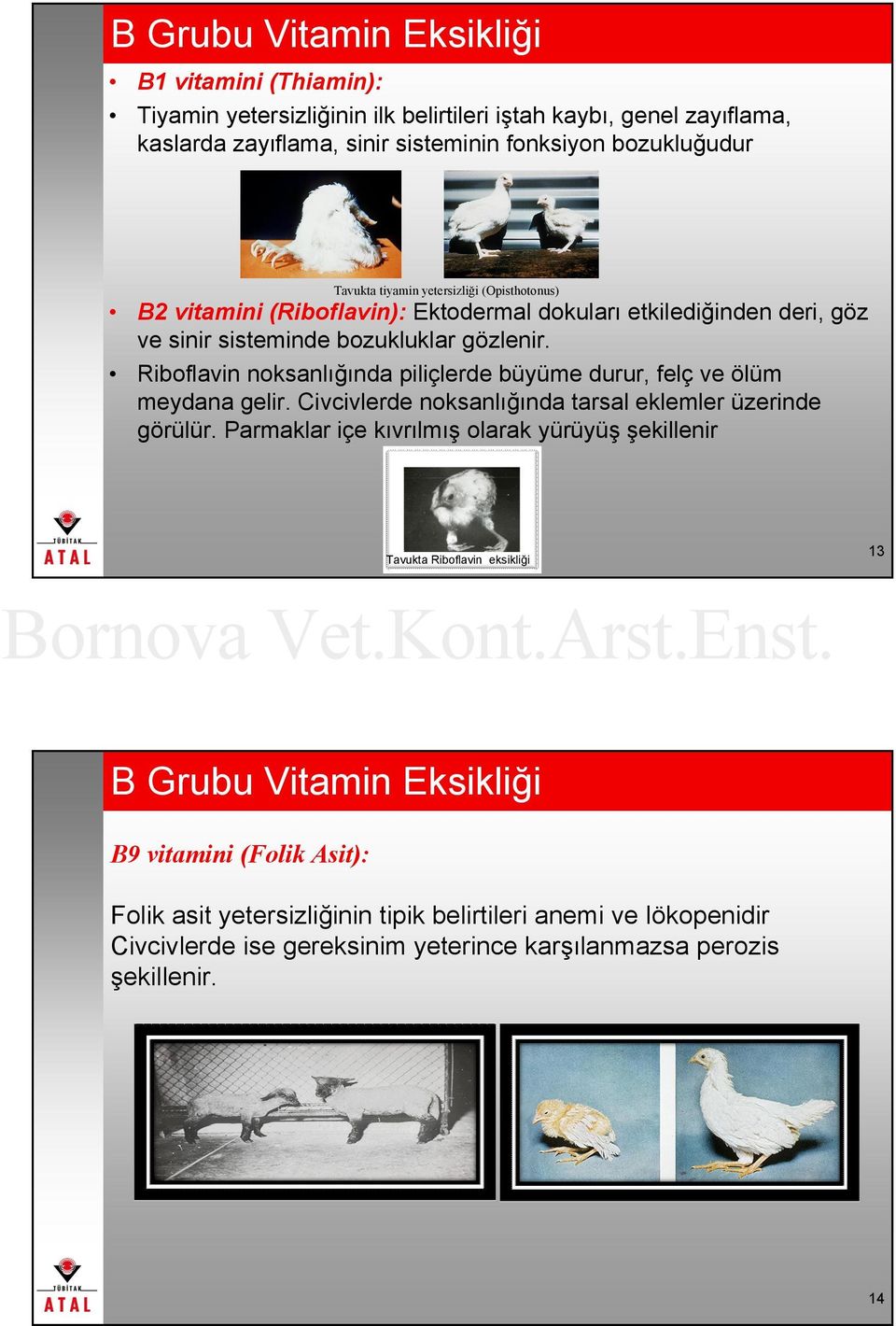 Riboflavin noksanlığında piliçlerde büyüme durur, felç ve ölüm meydana gelir. Civcivlerde noksanlığında tarsal eklemler üzerinde görülür.