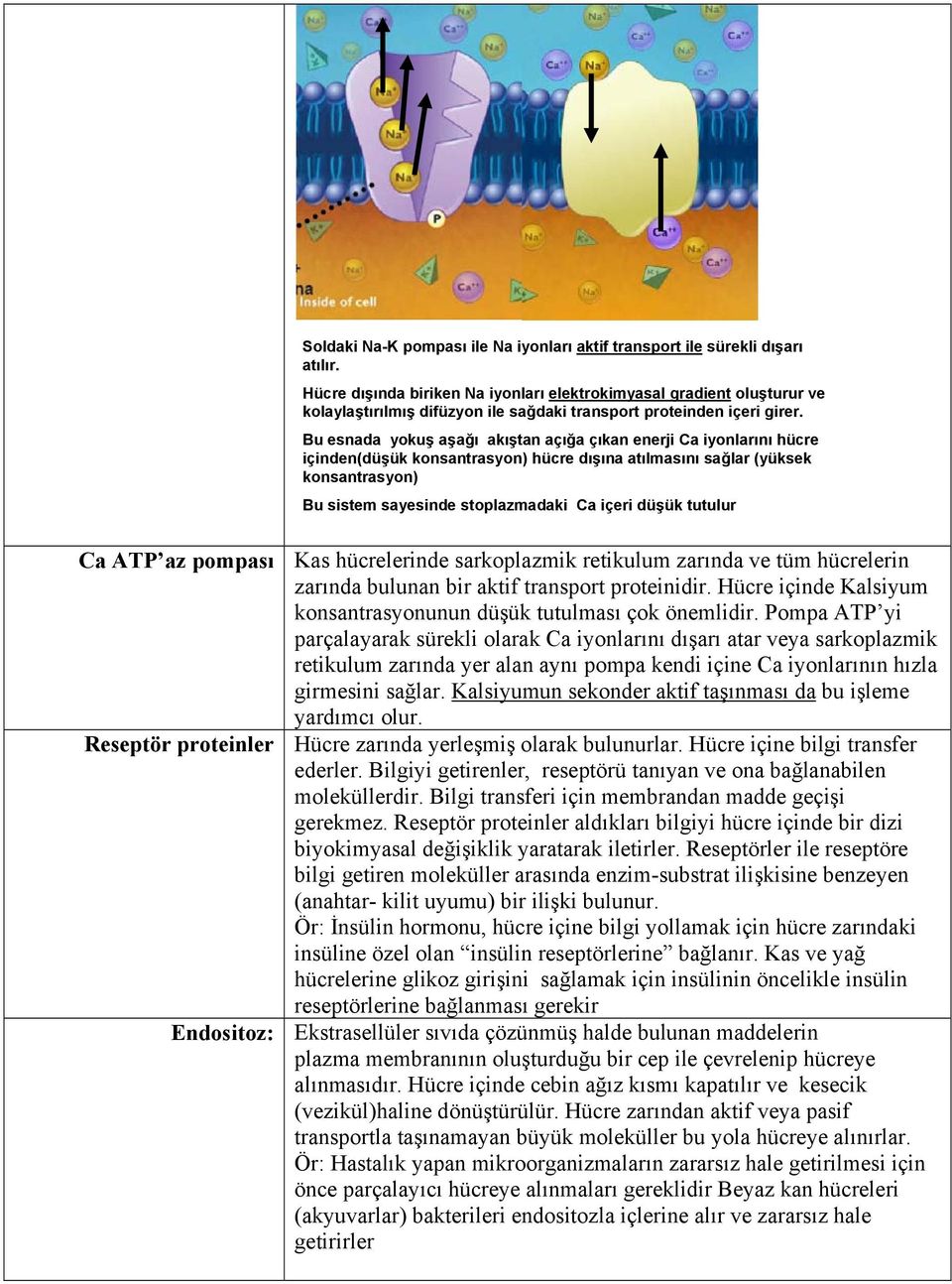 Bu esnada yokuş aşağı akıştan açığa çıkan enerji Ca iyonlarını hücre içinden(düşük konsantrasyon) hücre dışına atılmasını sağlar (yüksek konsantrasyon) Bu sistem sayesinde stoplazmadaki Ca içeri