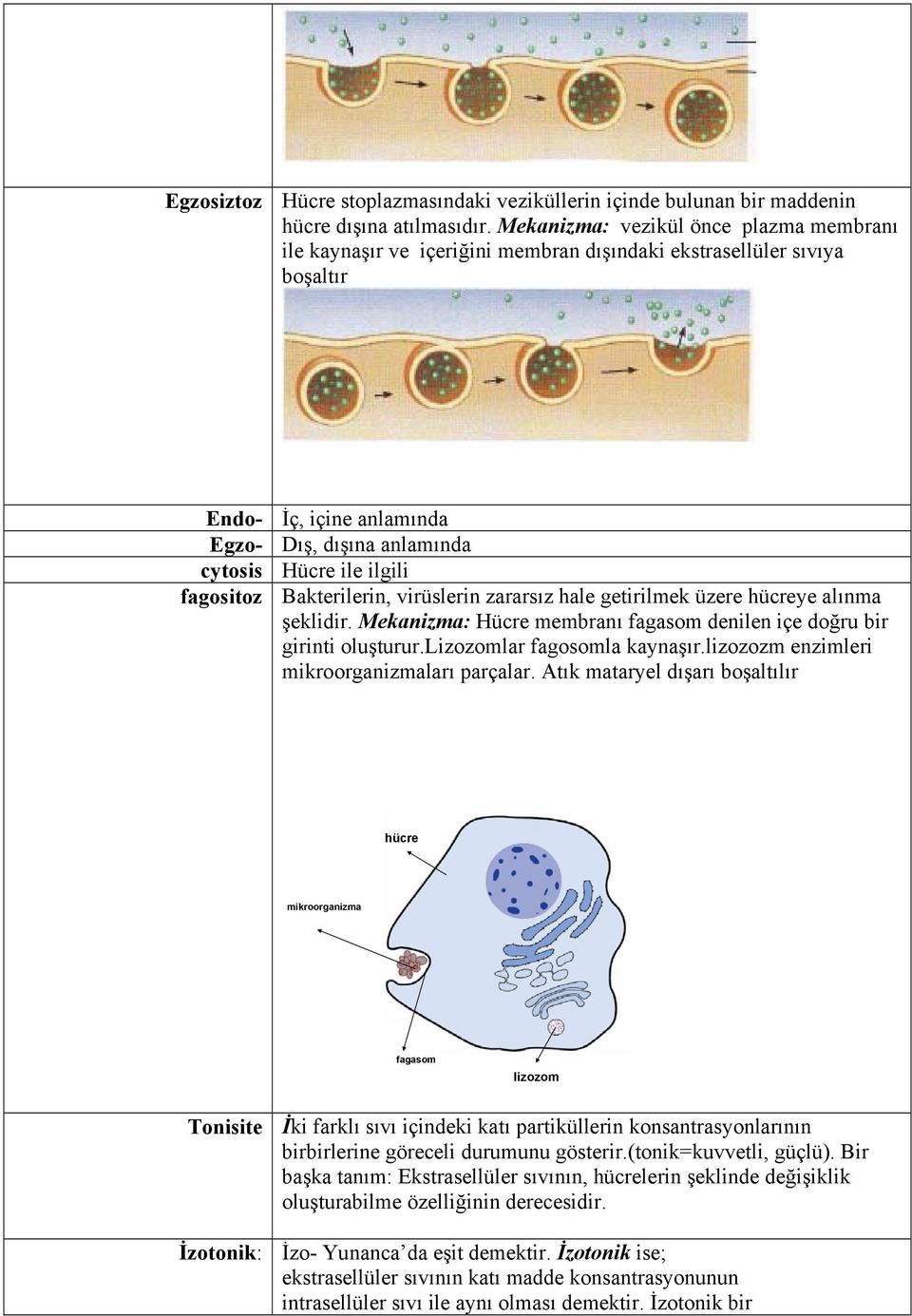 fagositoz Bakterilerin, virüslerin zararsız hale getirilmek üzere hücreye alınma şeklidir. Mekanizma: Hücre membranı fagasom denilen içe doğru bir girinti oluşturur.lizozomlar fagosomla kaynaşır.
