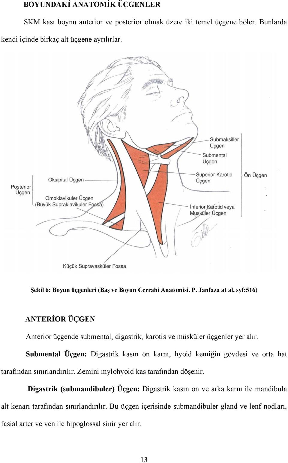 Submental Üçgen: Digastrik kasın ön karnı, hyoid kemiğin gövdesi ve orta hat tarafından sınırlandırılır. Zemini mylohyoid kas tarafından döşenir.