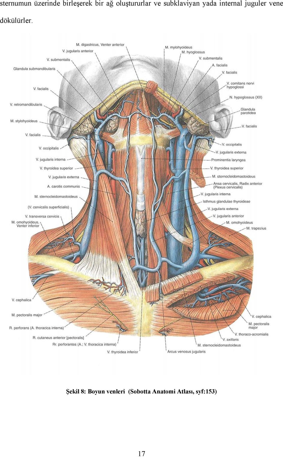 internal juguler vene dökülürler.