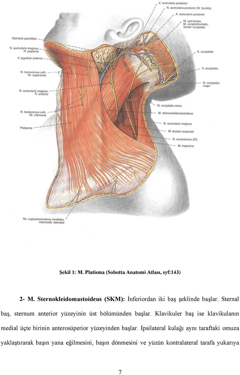 Sternal baş, sternum anterior yüzeyinin üst bölümünden başlar.