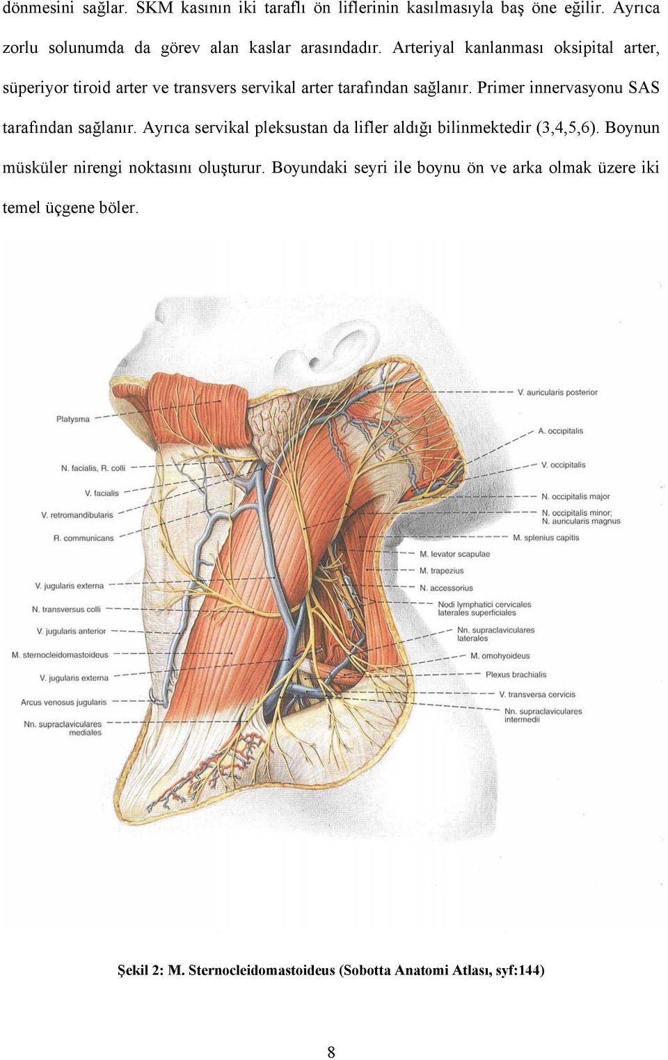 Arteriyal kanlanması oksipital arter, süperiyor tiroid arter ve transvers servikal arter tarafından sağlanır.