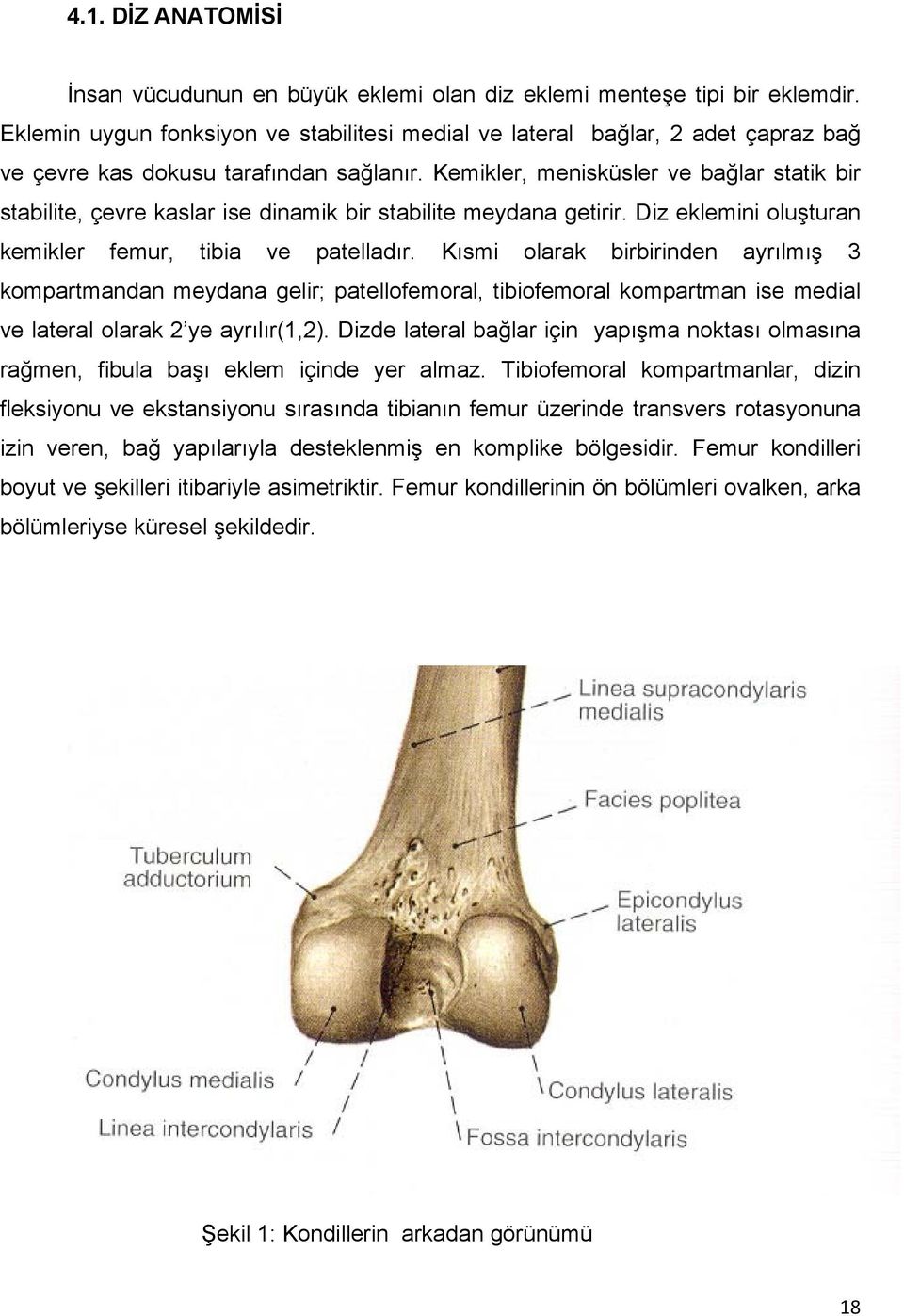 Kemikler, menisküsler ve bağlar statik bir stabilite, çevre kaslar ise dinamik bir stabilite meydana getirir. Diz eklemini oluşturan kemikler femur, tibia ve patelladır.