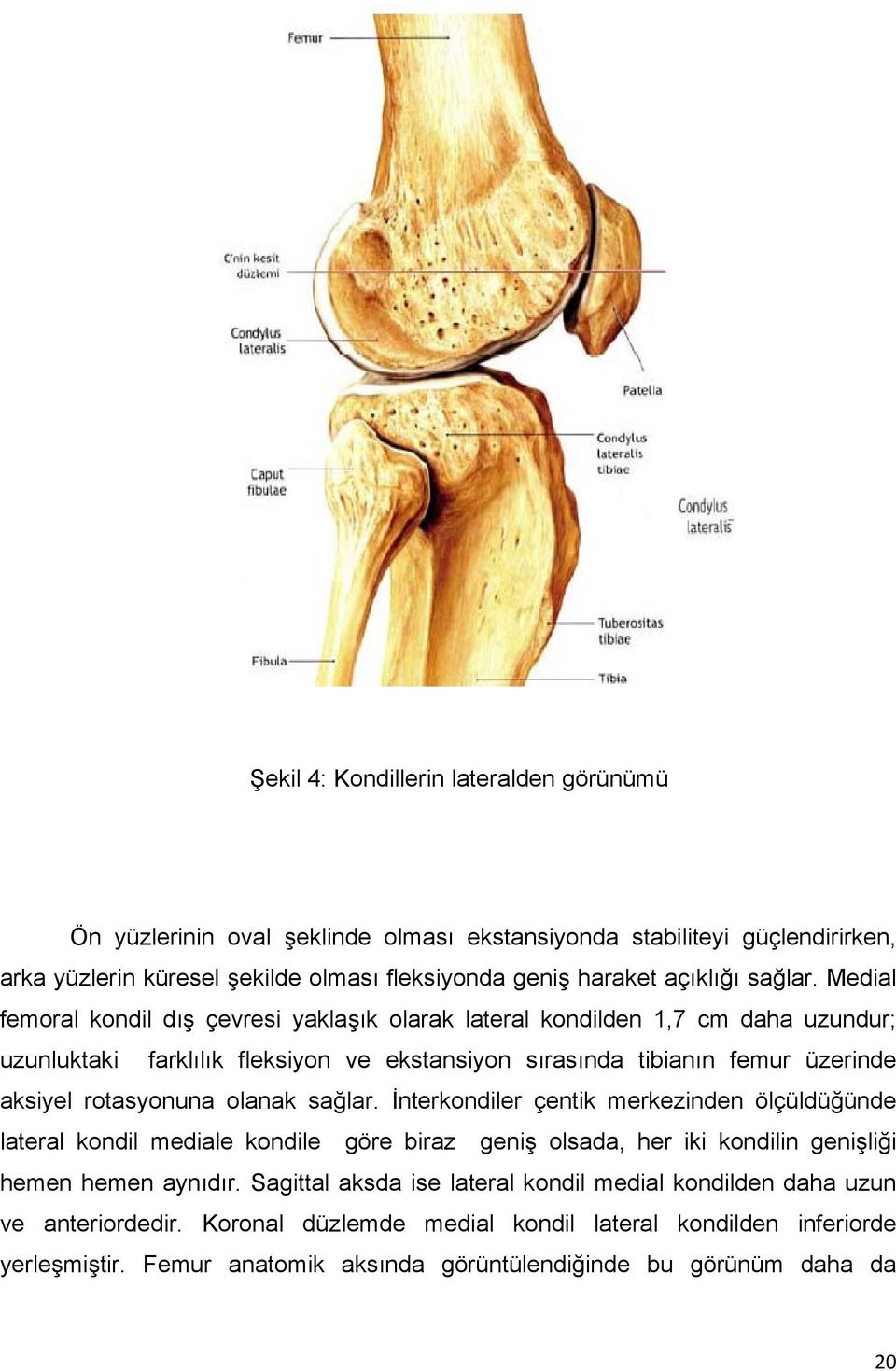 Medial femoral kondil dış çevresi yaklaşık olarak lateral kondilden 1,7 cm daha uzundur; uzunluktaki farklılık fleksiyon ve ekstansiyon sırasında tibianın femur üzerinde aksiyel rotasyonuna