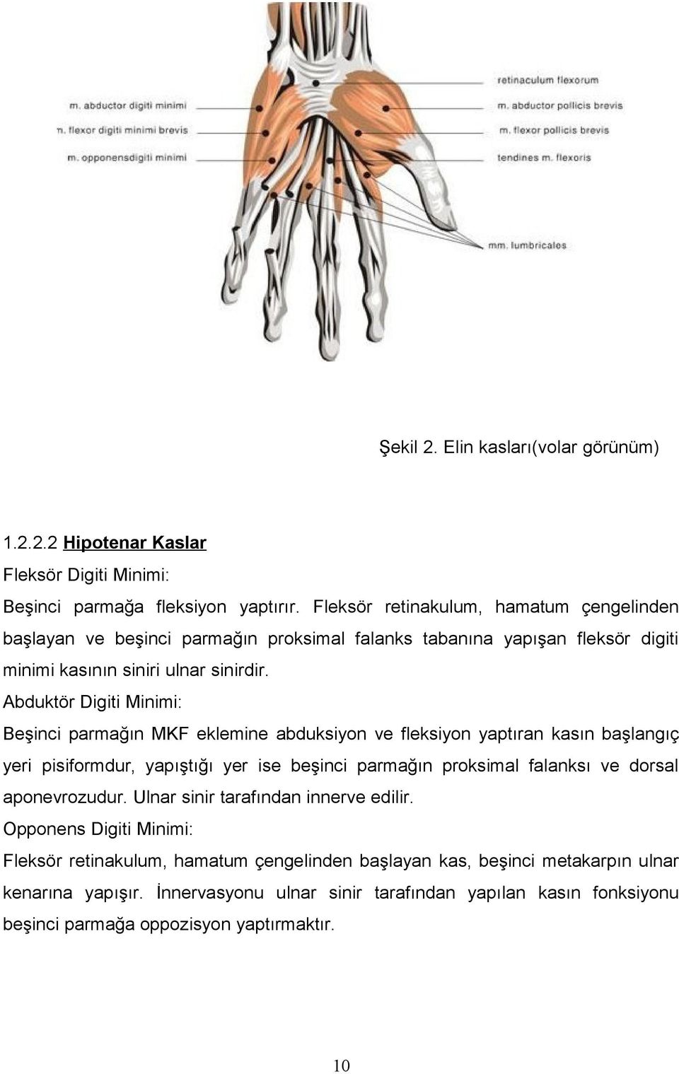 Abduktör Digiti Minimi: Beşinci parmağın MKF eklemine abduksiyon ve fleksiyon yaptıran kasın başlangıç yeri pisiformdur, yapıştığı yer ise beşinci parmağın proksimal falanksı ve dorsal