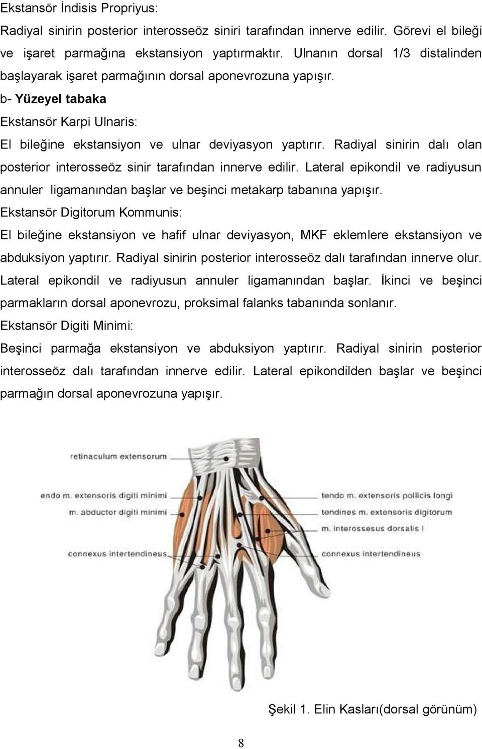 Radiyal sinirin dalı olan posterior interosseöz sinir tarafından innerve edilir. Lateral epikondil ve radiyusun annuler ligamanından başlar ve beşinci metakarp tabanına yapışır.