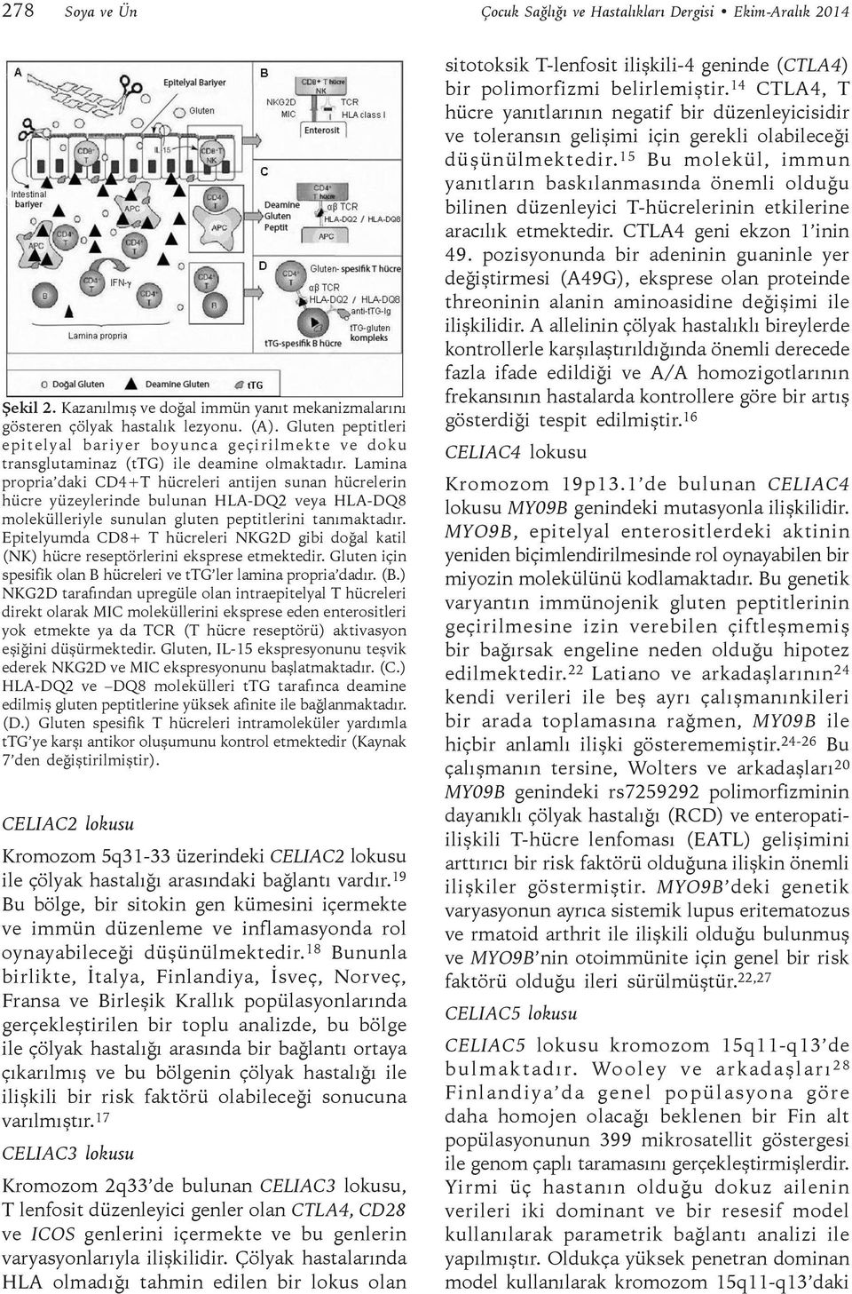 Lamina propria daki CD4+T hücreleri antijen sunan hücrelerin hücre yüzeylerinde bulunan HLA-DQ2 veya HLA-DQ8 molekülleriyle sunulan gluten peptitlerini tanımaktadır.