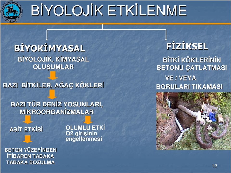 BORULARI TIKAMASI BAZI TÜR T R DENİZ Z YOSUNLARI, MİKROORGANİZMALAR ASİT T ETKİSİ