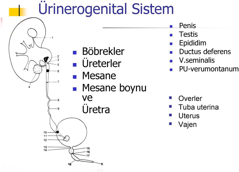 Epididim Ductus deferens V.