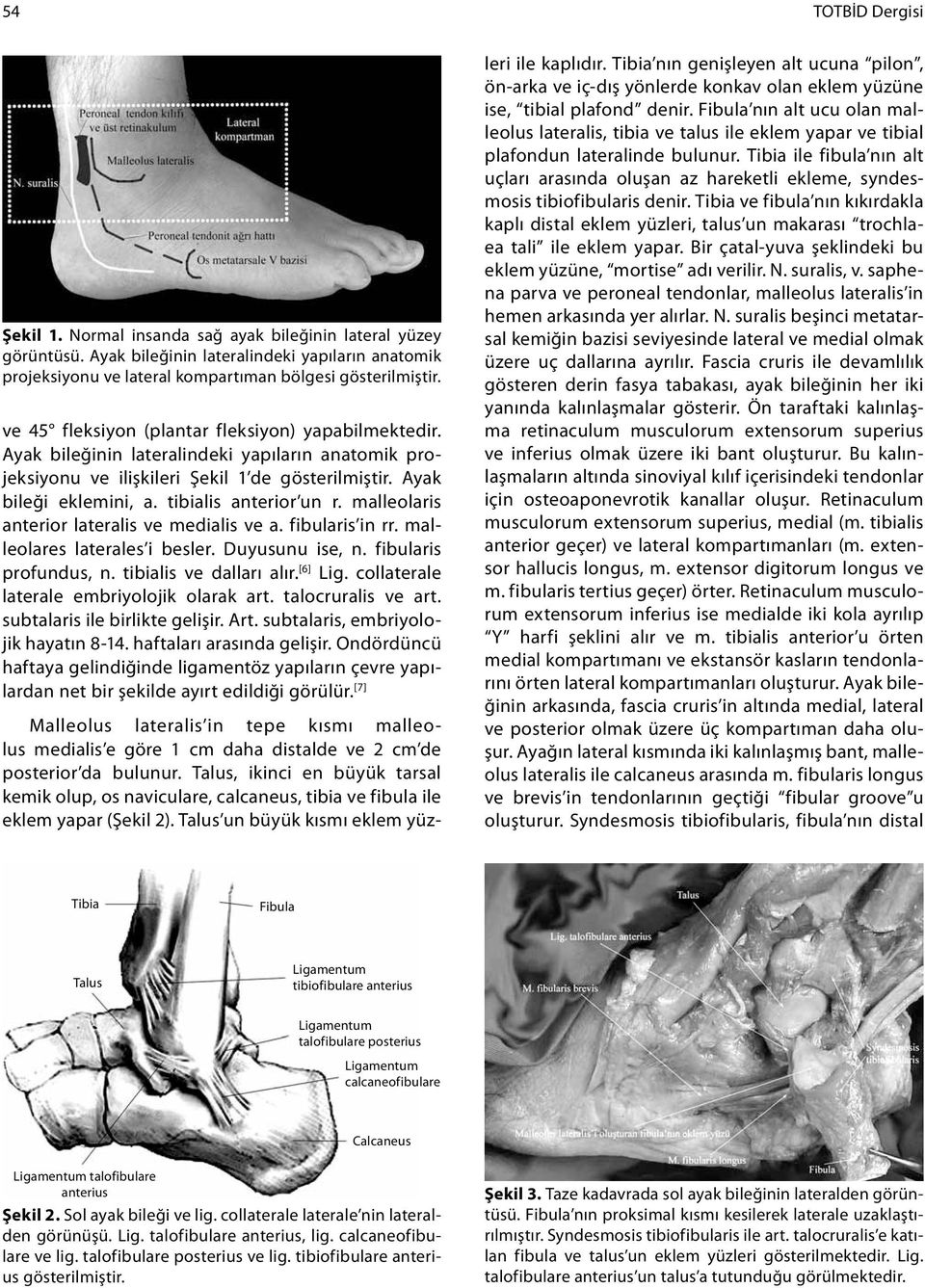 tibialis anterior un r. malleolaris anterior lateralis ve medialis ve a. fibularis in rr. malleolares laterales i besler. Duyusunu ise, n. fibularis profundus, n. tibialis ve dalları alır. [6] Lig.