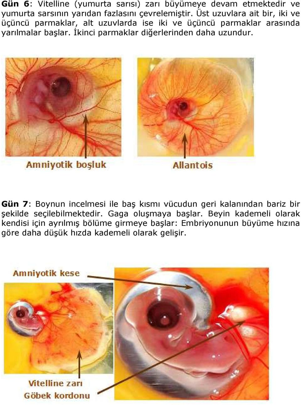 İkinci parmaklar diğerlerinden daha uzundur.