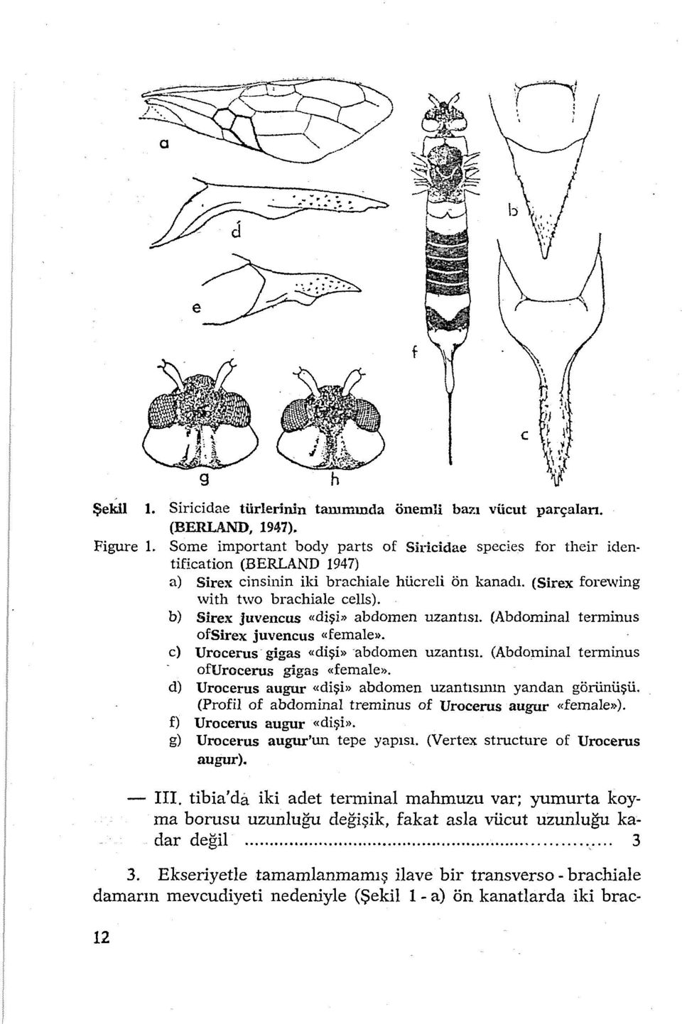 b) Sirex juvencus «dişi» abdomen uzantısı. (Abdominal tenninus ofsirex juvencus «female». c) Urocerus gigas «dişi>> abdomen uzantısı. (Abdominal terminus ofurocerus gigas «female».