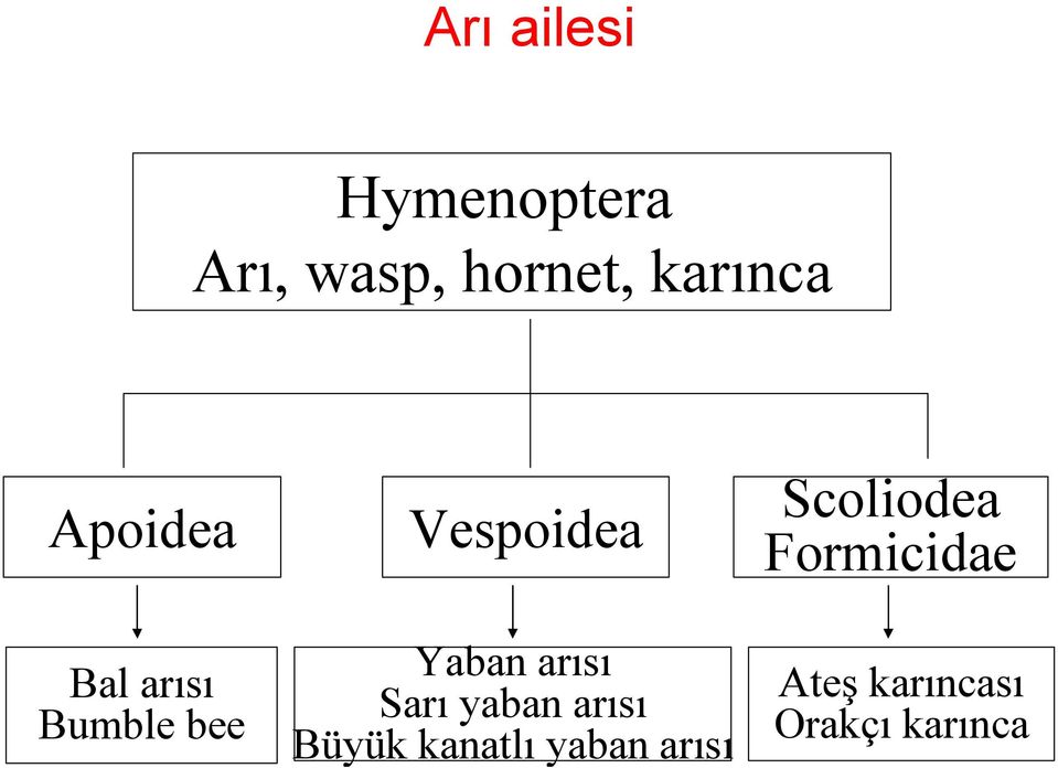 Yaban arısı Sarı yaban arısı Büyük kanatlı yaban