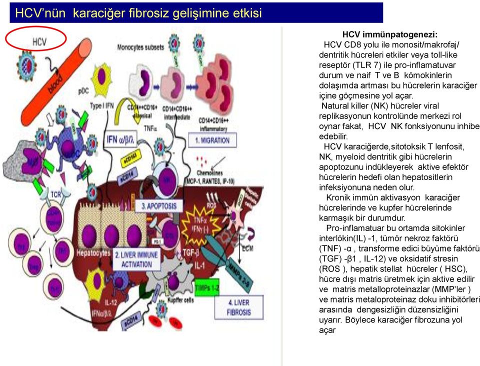 Natural killer (NK) hücreler viral replikasyonun kontrolünde merkezi rol oynar fakat, HCV NK fonksiyonunu inhibe edebilir.