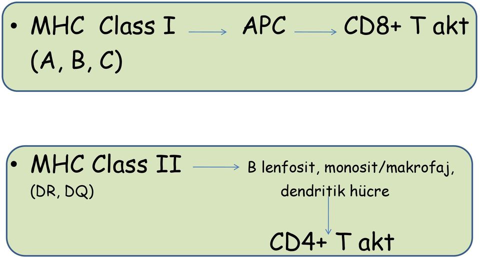 DQ) B lenfosit,