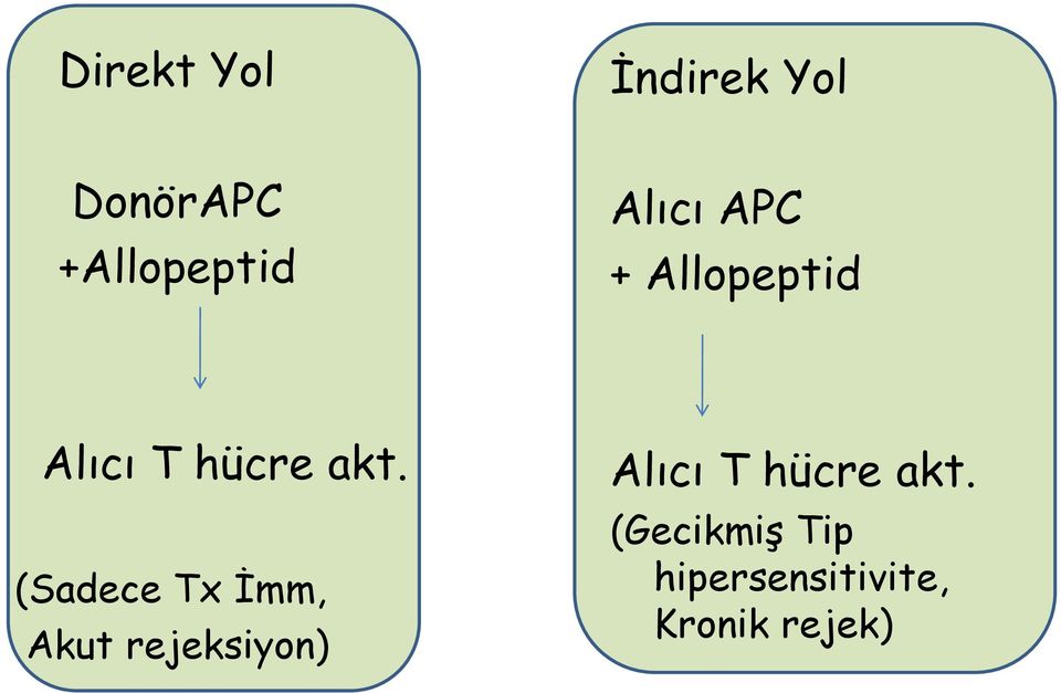 (Sadece Tx İmm, Akut rejeksiyon) Alıcı T