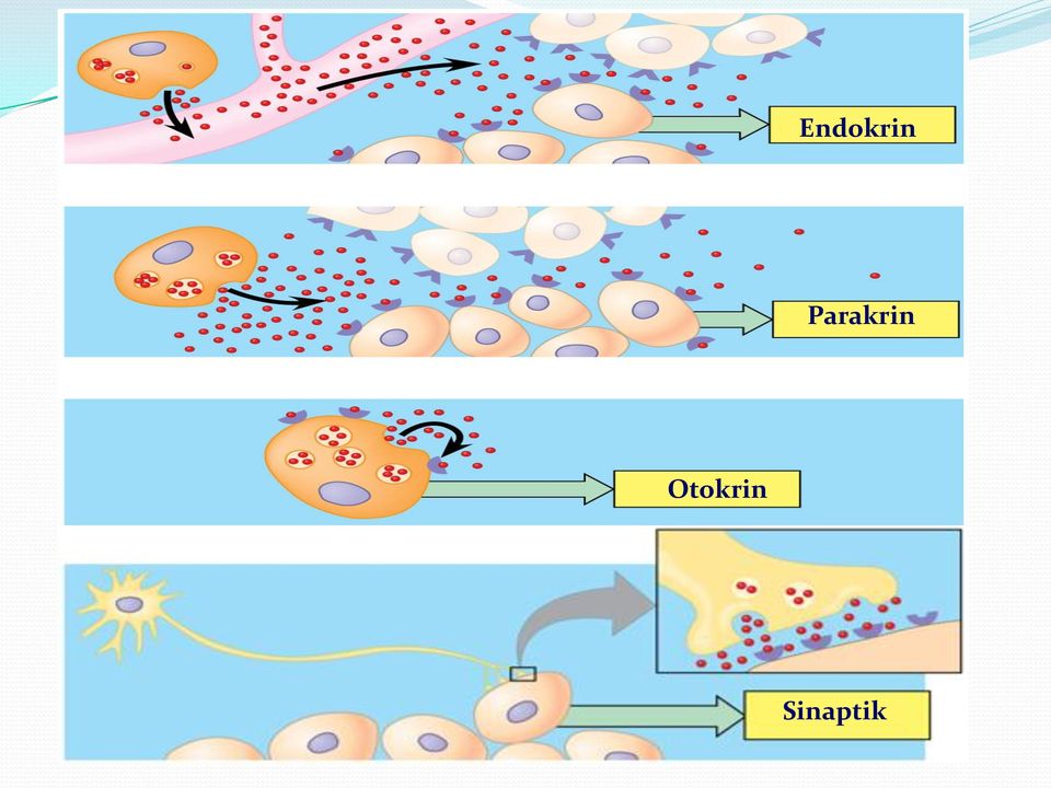 Otokrin