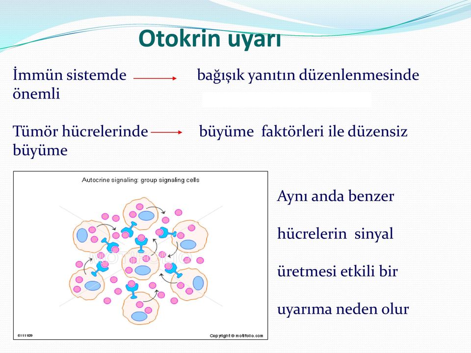 düzenlenmesinde büyüme faktörleri ile düzensiz