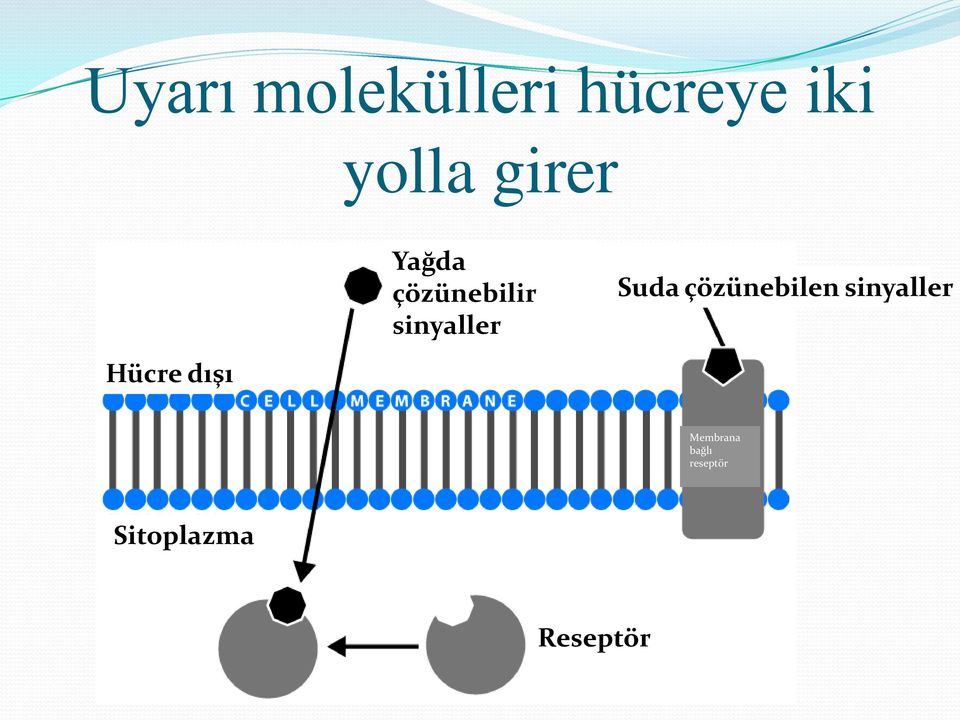 Suda çözünebilen sinyaller Hücre dışı