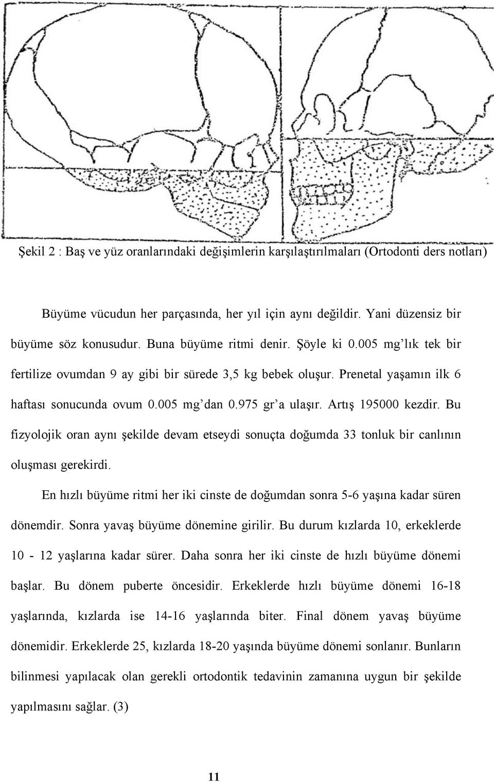 Artış 195000 kezdir. Bu fizyolojik oran aynı şekilde devam etseydi sonuçta doğumda 33 tonluk bir canlının oluşması gerekirdi.