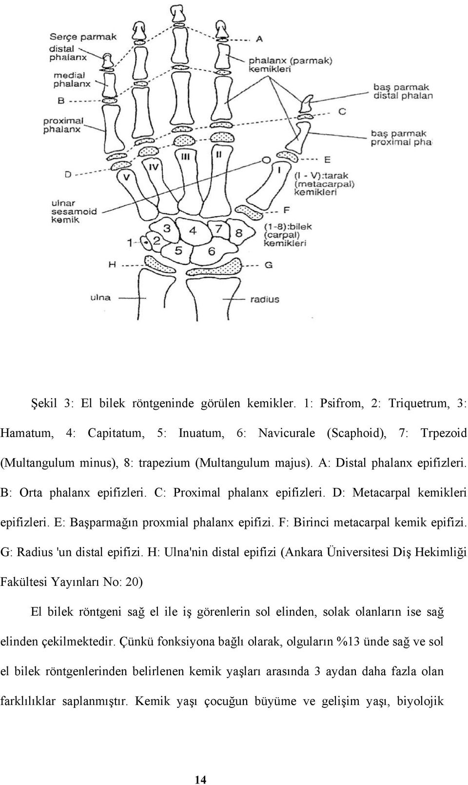 B: Orta phalanx epifizleri. C: Proximal phalanx epifizleri. D: Metacarpal kemikleri epifizleri. E: Başparmağın proxmial phalanx epifizi. F: Birinci metacarpal kemik epifizi.