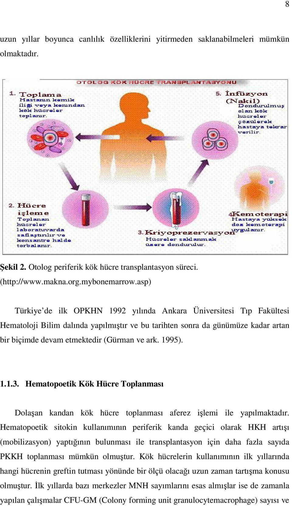 1995). 1.1.3. Hematopoetik Kök Hücre Toplanması Dolaşan kandan kök hücre toplanması aferez işlemi ile yapılmaktadır.