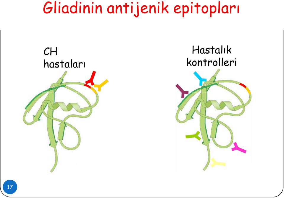 epitopları CH