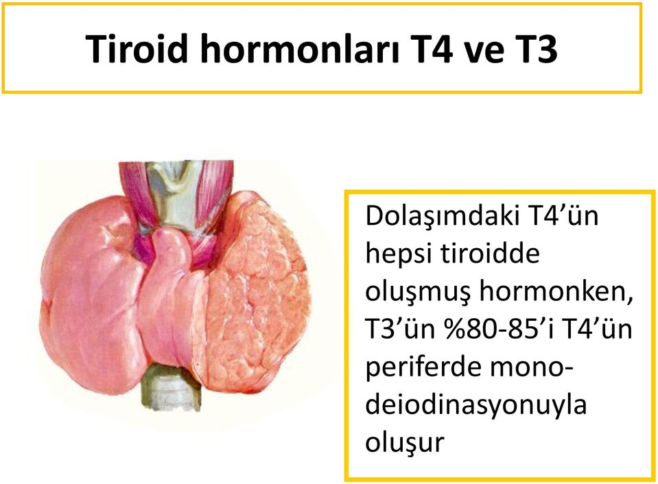 oluşmuş hormonken, T3 ün %80-85 i