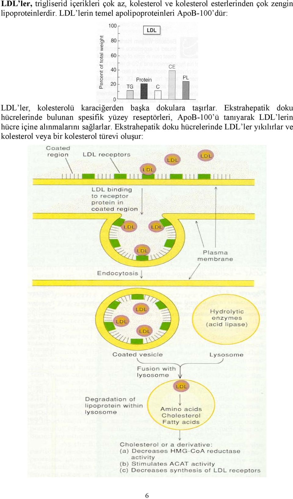 Ekstrahepatik doku hücrelerinde bulunan spesifik yüzey reseptörleri, ApoB-100 ü tanıyarak LDL lerin hücre içine