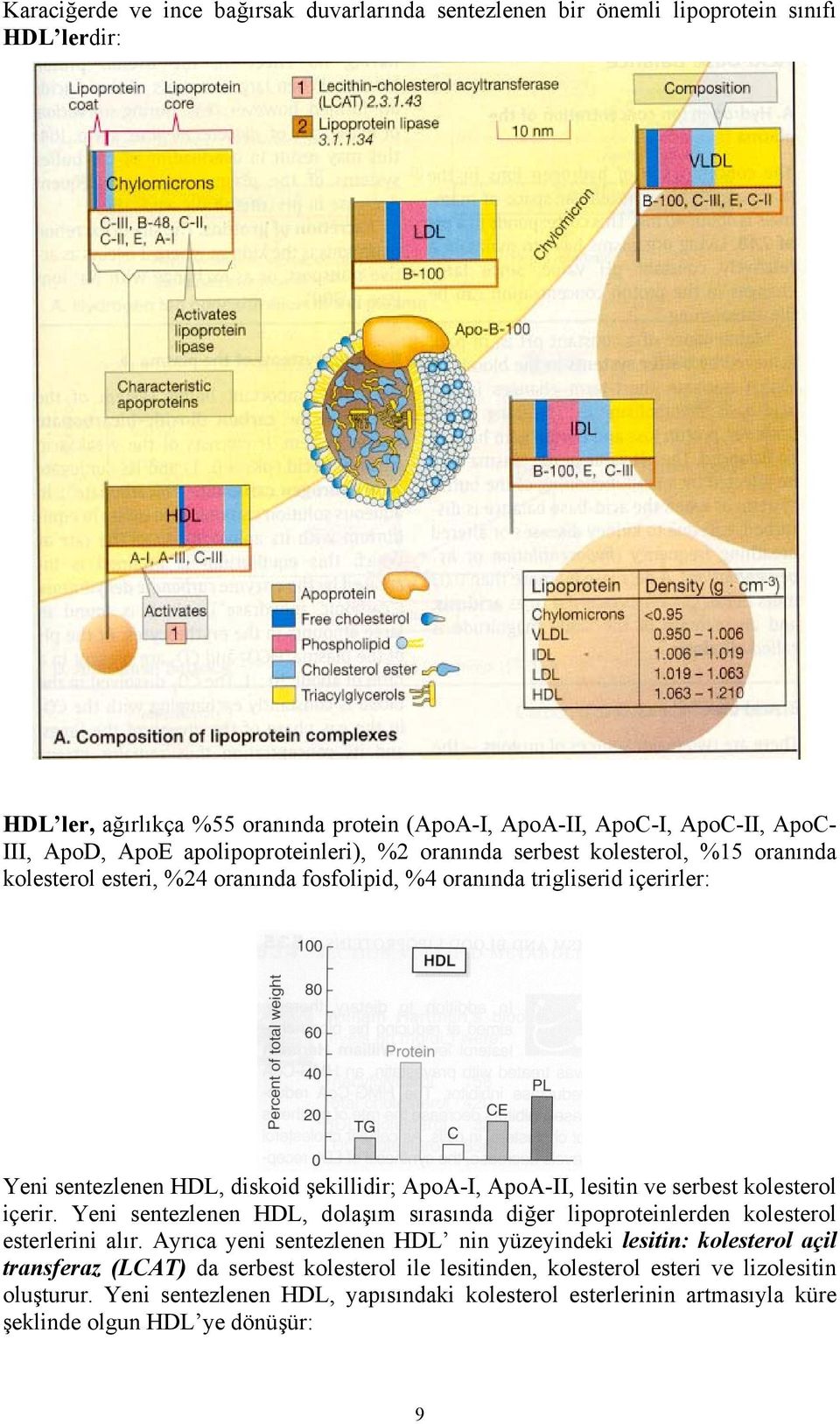 ApoA-II, lesitin ve serbest kolesterol içerir. Yeni sentezlenen HDL, dolaşım sırasında diğer lipoproteinlerden kolesterol esterlerini alır.