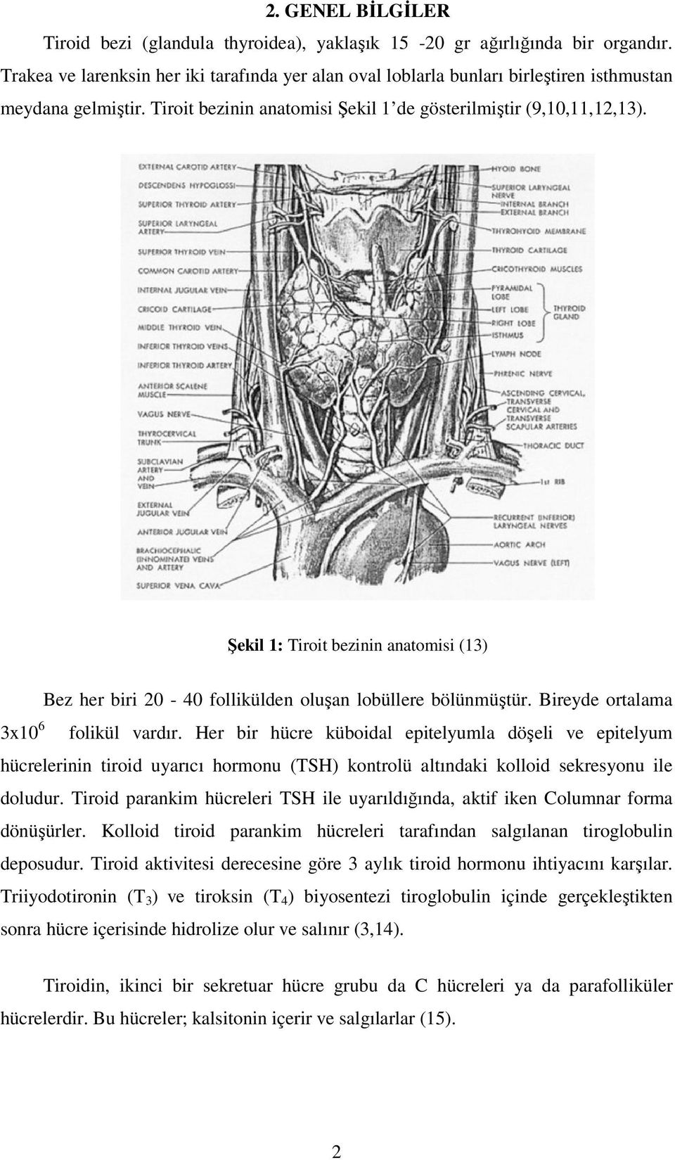 Şekil 1: Tiroit bezinin anatomisi (13) Bez her biri 20-40 follikülden oluşan lobüllere bölünmüştür. Bireyde ortalama 3x10 6 folikül vardır.