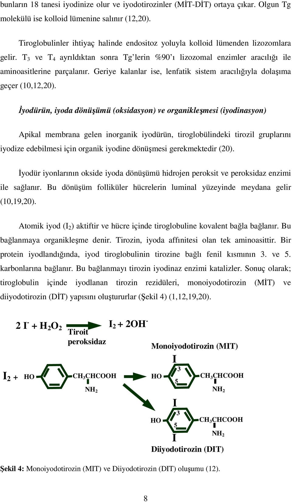 Geriye kalanlar ise, lenfatik sistem aracılığıyla dolaşıma geçer (10,12,20).