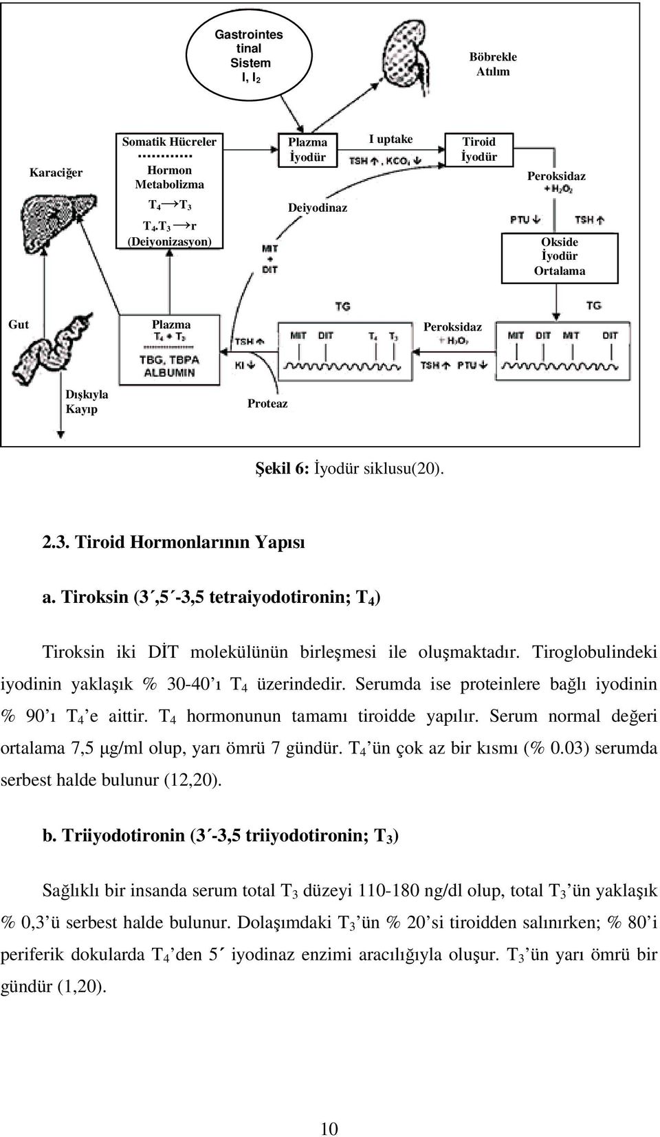 Tiroksin (3,5-3,5 tetraiyodotironin; T 4 ) Tiroksin iki DİT molekülünün birleşmesi ile oluşmaktadır. Tiroglobulindeki iyodinin yaklaşık % 30-40 ı T 4 üzerindedir.