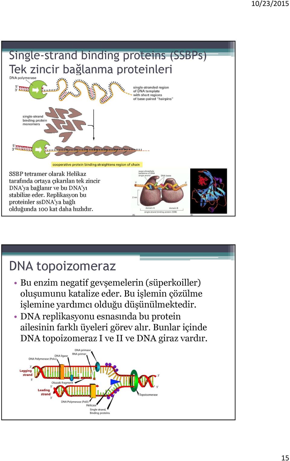 DNA topoizomeraz Bu enzim negatif gevşemelerin (süperkoiller) oluşumunu katalize eder.