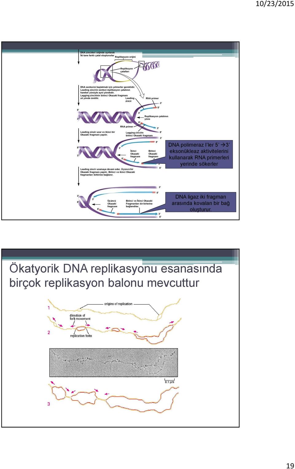Leading zincir RNA primer Replikasyon çatalının yönü RNA primer Leading sinzir uzar ve ikinci bir kazaki fragmanı yapılır.
