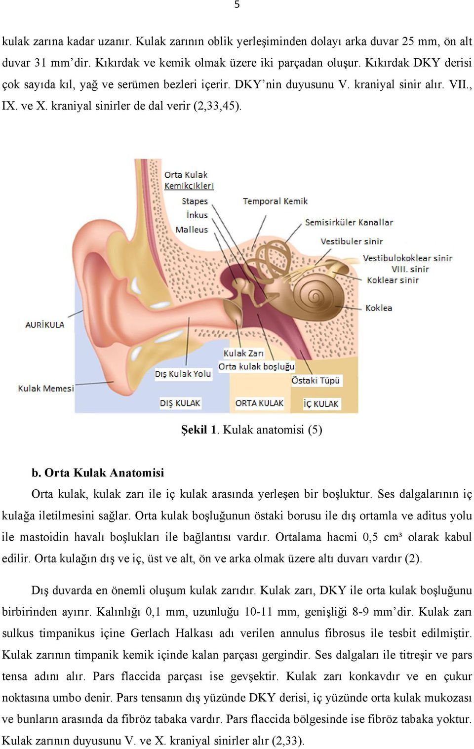 Orta Kulak Anatomisi Orta kulak, kulak zarı ile iç kulak arasında yerleşen bir boşluktur. Ses dalgalarının iç kulağa iletilmesini sağlar.