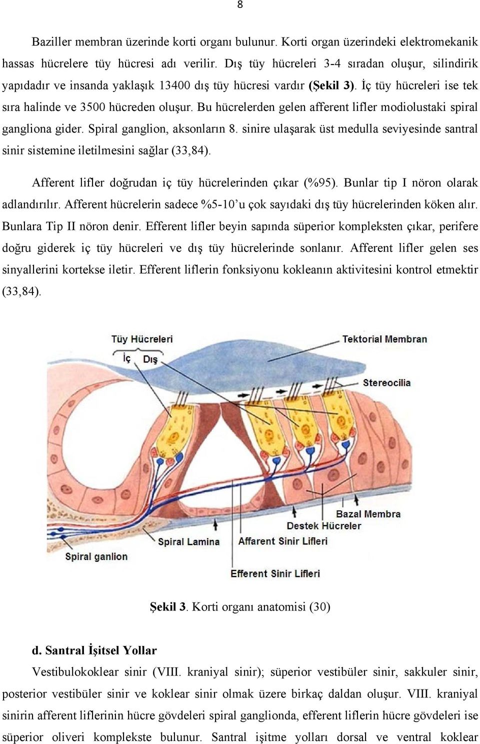 Bu hücrelerden gelen afferent lifler modiolustaki spiral gangliona gider. Spiral ganglion, aksonların 8. sinire ulaşarak üst medulla seviyesinde santral sinir sistemine iletilmesini sağlar (33,84).