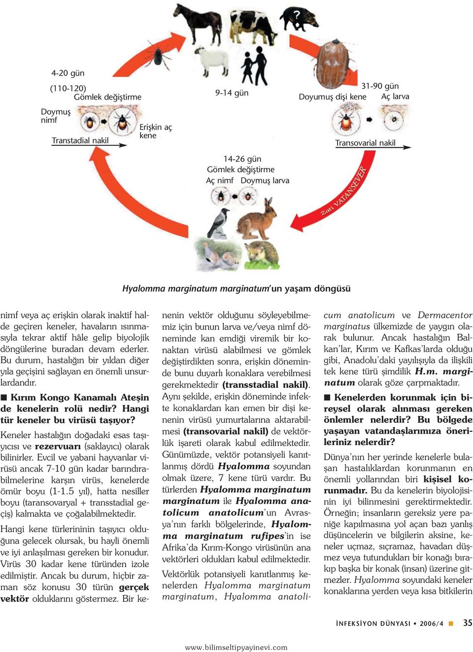 Bu durum, hastalığın bir yıldan diğer yıla geçişini sağlayan en önemli unsurlardandır. Kırım Kongo Kanamalı Ateşin de kenelerin rolü nedir? Hangi tür keneler bu virüsü taşıyor?