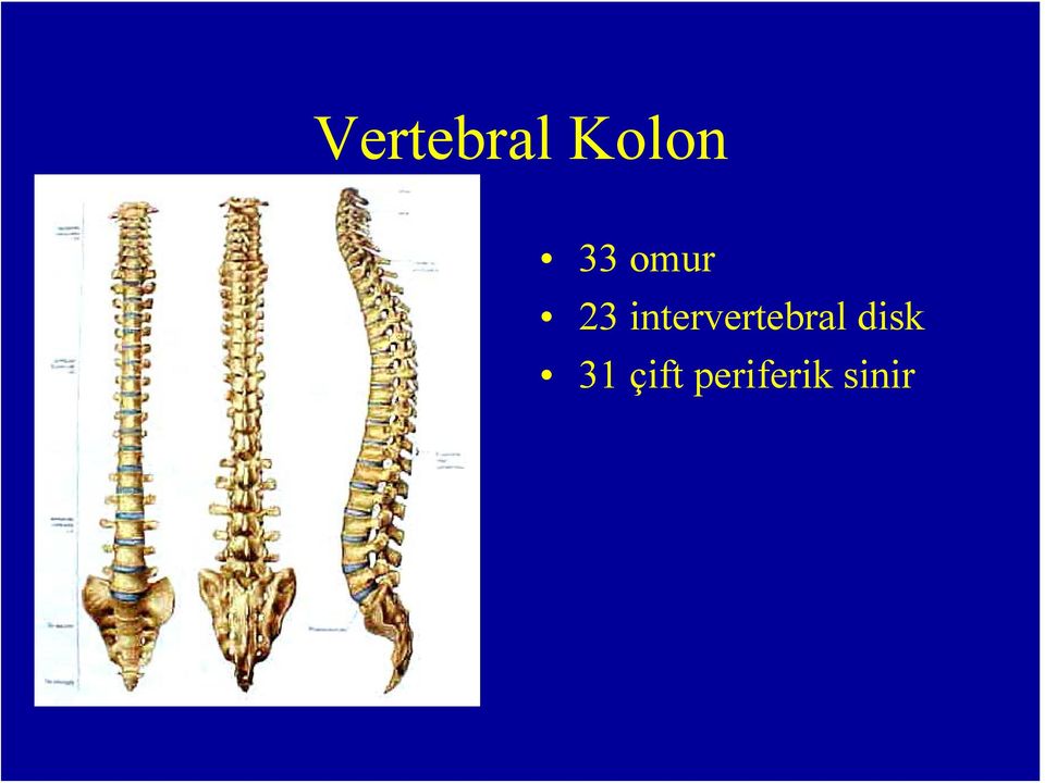 intervertebral