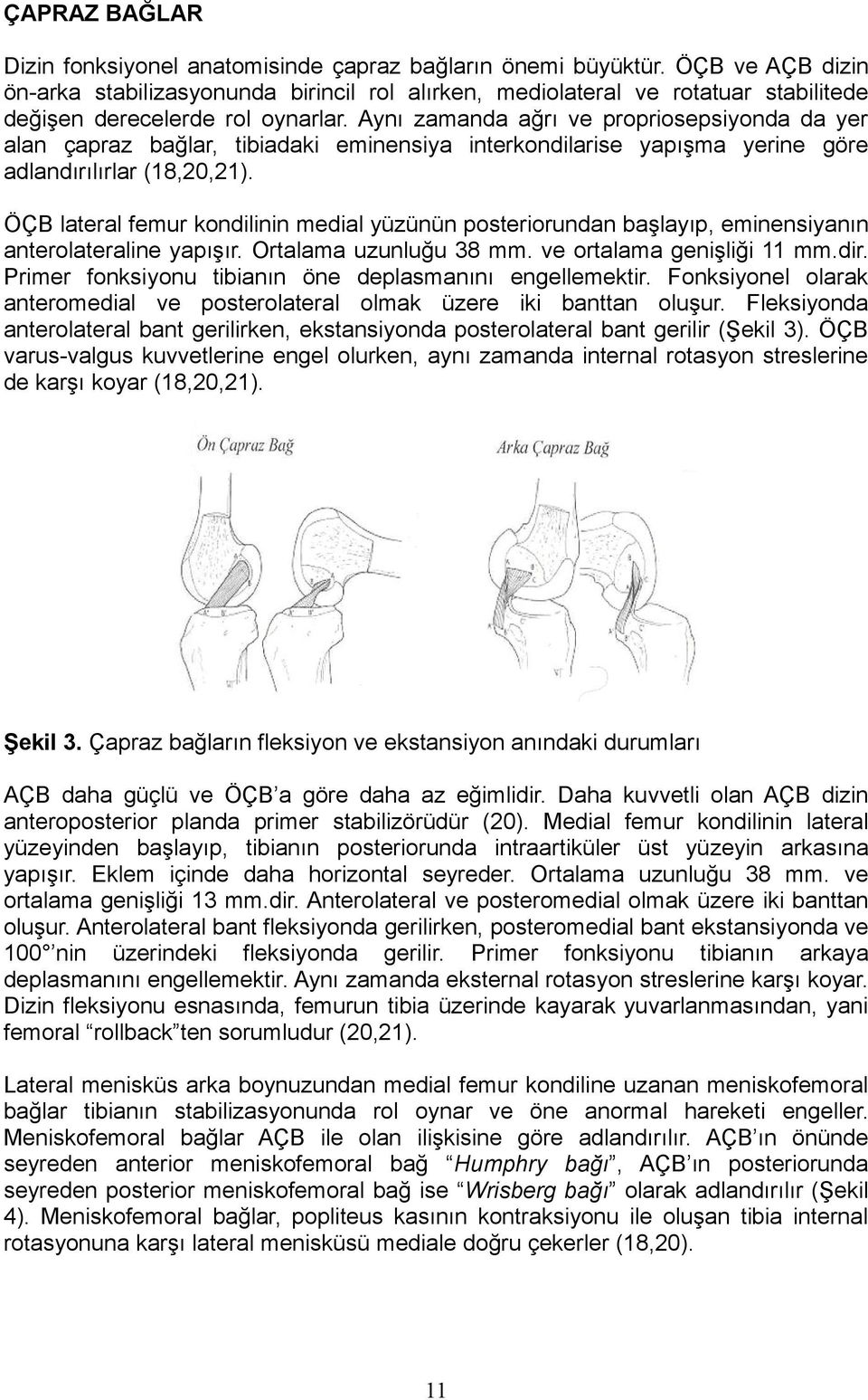 Aynı zamanda ağrı ve propriosepsiyonda da yer alan çapraz bağlar, tibiadaki eminensiya interkondilarise yapışma yerine göre adlandırılırlar (18,20,21).