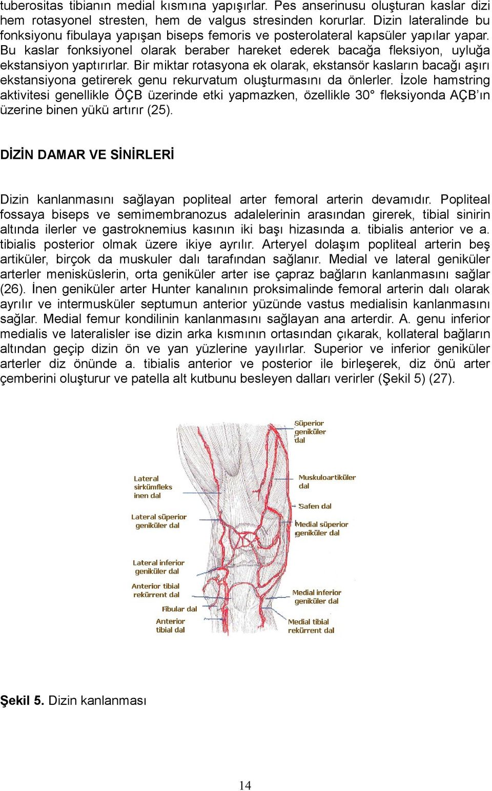 Bu kaslar fonksiyonel olarak beraber hareket ederek bacağa fleksiyon, uyluğa ekstansiyon yaptırırlar.