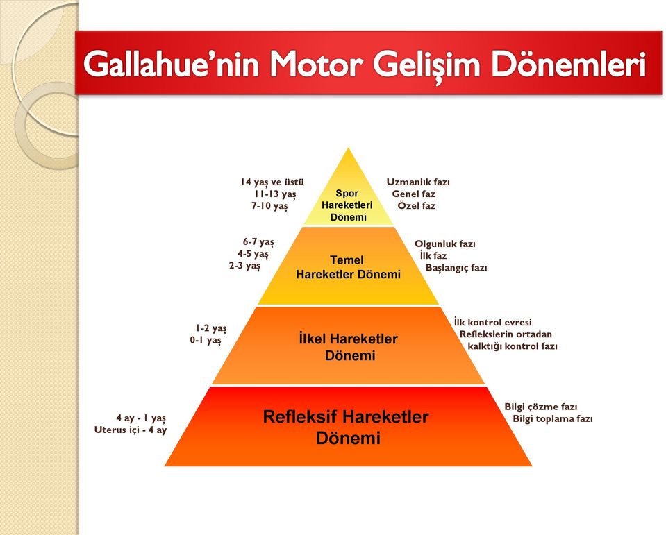 0-1 yaş İlkel Hareketler Dönemi İlk kontrol evresi Reflekslerin ortadan kalktığı kontrol