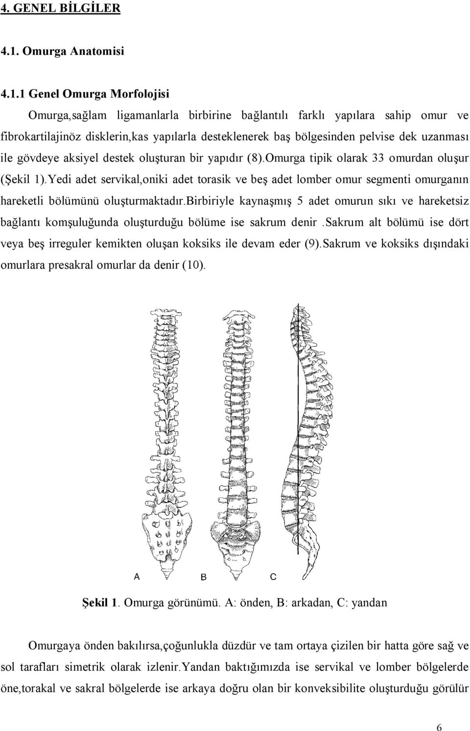 1 Genel Omurga Morfolojisi Omurga,sağlam ligamanlarla birbirine bağlantılı farklı yapılara sahip omur ve fibrokartilajinöz disklerin,kas yapılarla desteklenerek baş bölgesinden pelvise dek uzanması